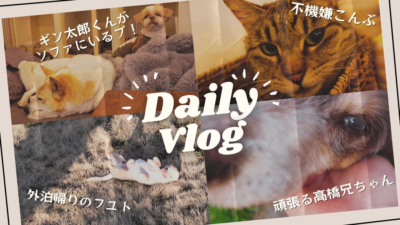 【Daily Vlog】外泊帰りのフユト？不機嫌こんぶ？ギン太郎と兄弟たちetc...〜可愛いがいっぱいの坂上家最新映像まとめ③〜