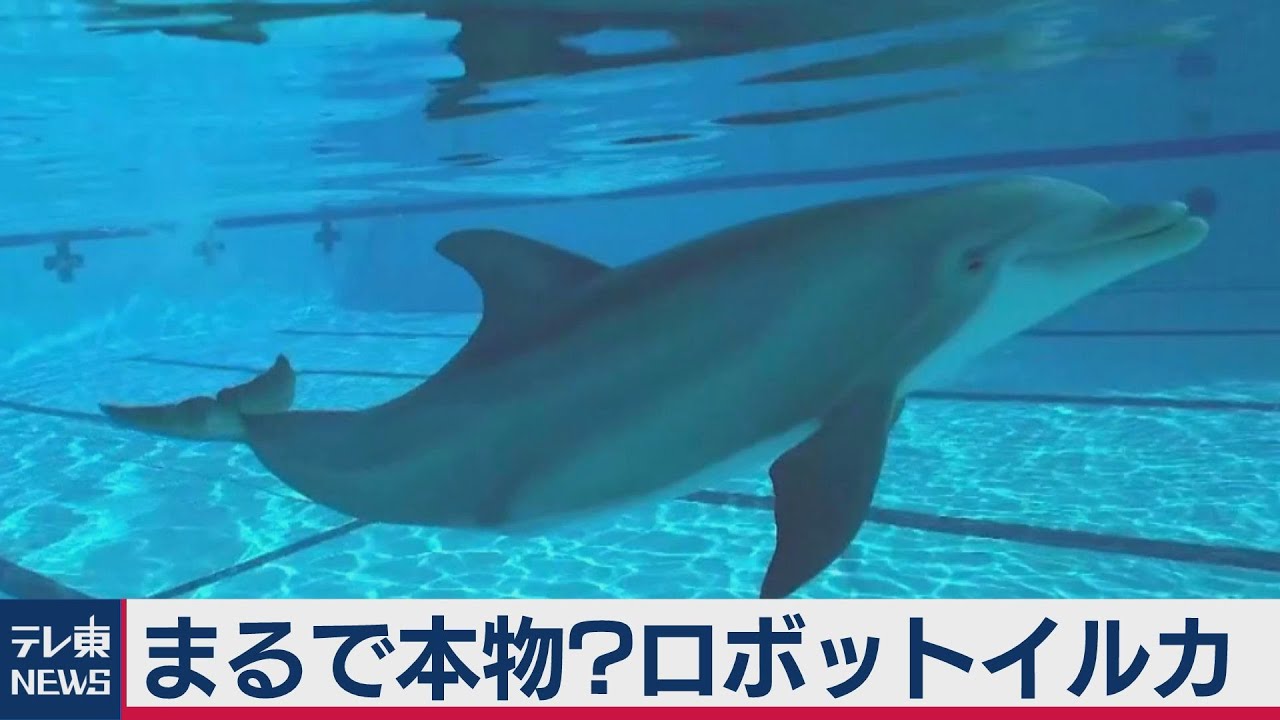 まるで本物のようなイルカ　実は･･･！（2020年10月15日）