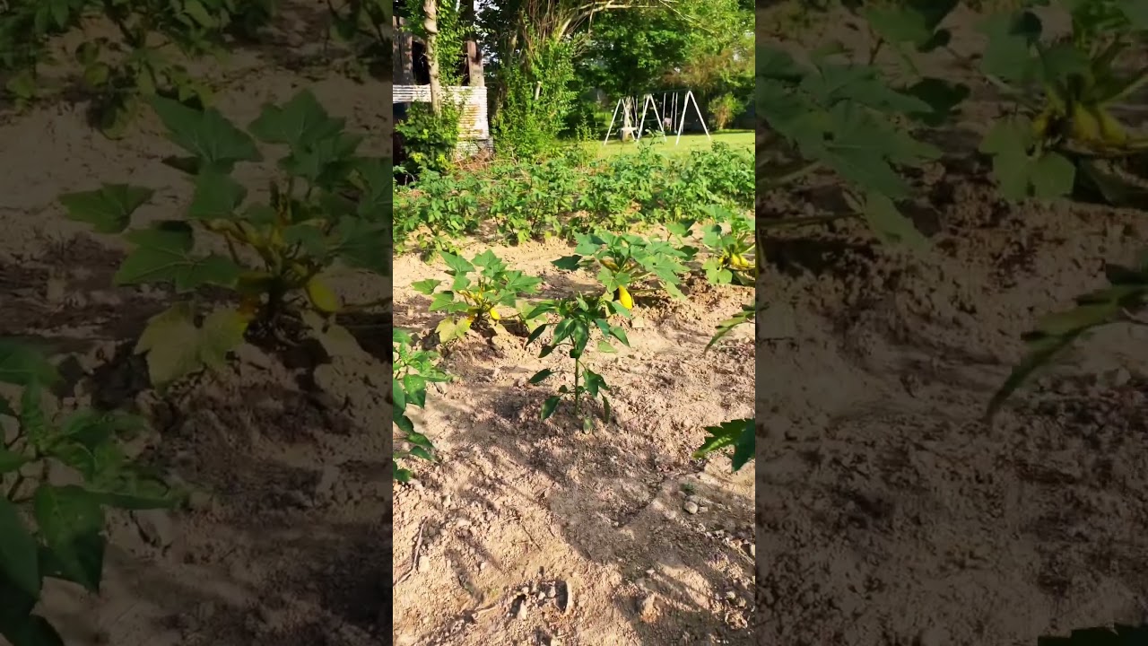 A Quick look at our garden. #kentucky #garden #gardening #shorts