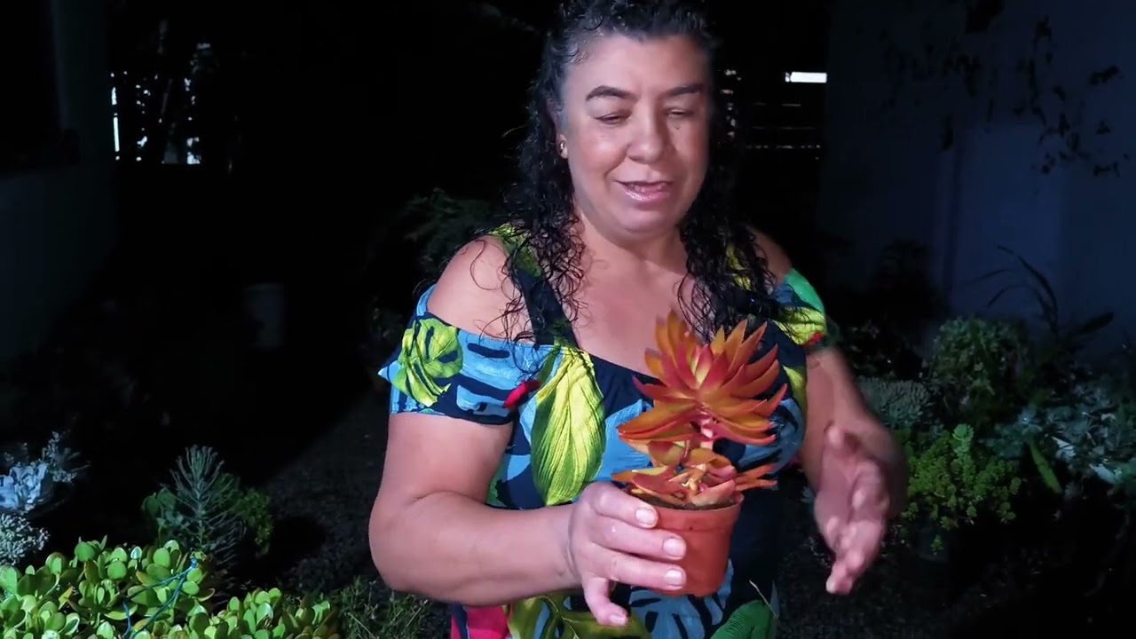 🌱🌱Mostrando os Lírios da Paz 🕊️