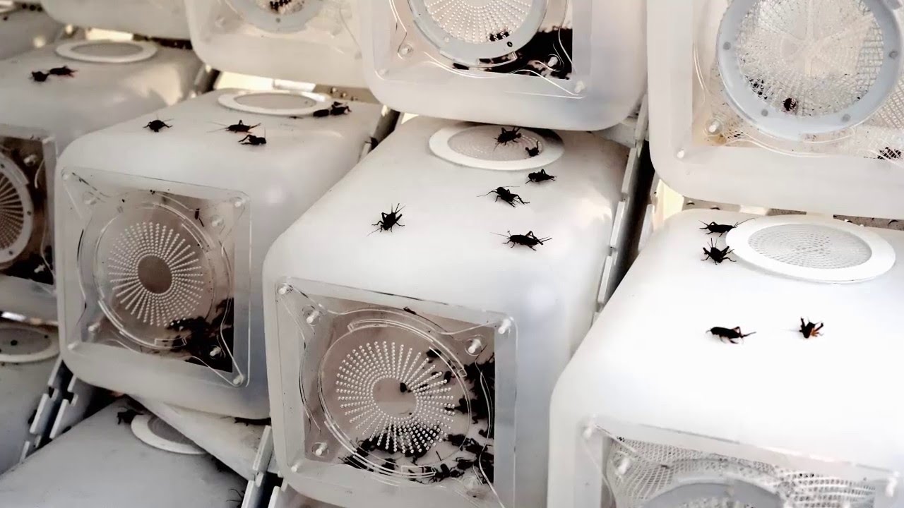Terreform ONE Cricket Shelter