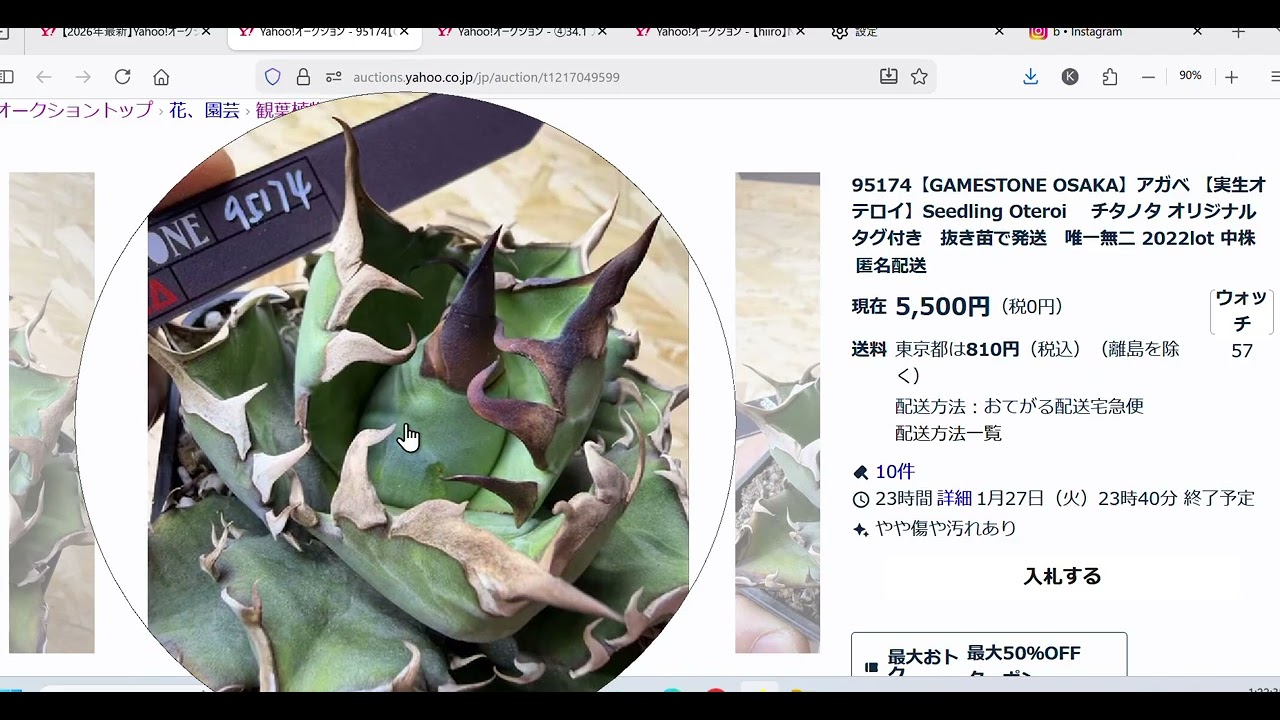 ヤフオクのGAMESTORNさんの株良いね！インスタの保存に入れた株の続き！アガベ！はくほぅ？間違えました雪峰ですね！