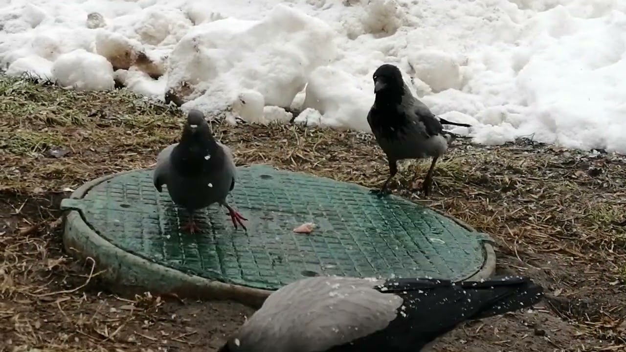 Бося и её самец дают кормиться молодым воронам /Bosya & her mate let Young crows to feed on her turf