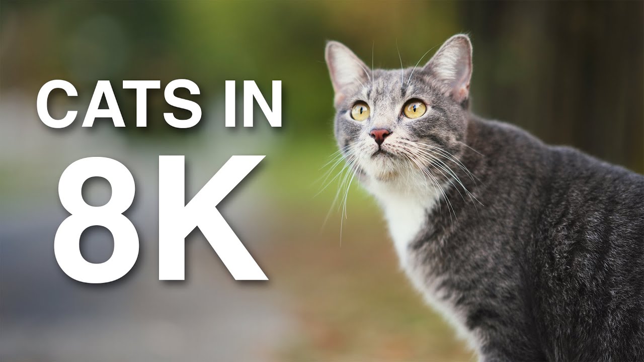 8K Cat Video. [Sony A1 8K Footage]