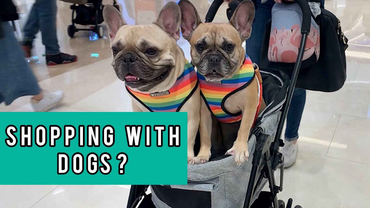 Visiting Starfield The Biggest Dog Friendly Mall With Two Frenchies