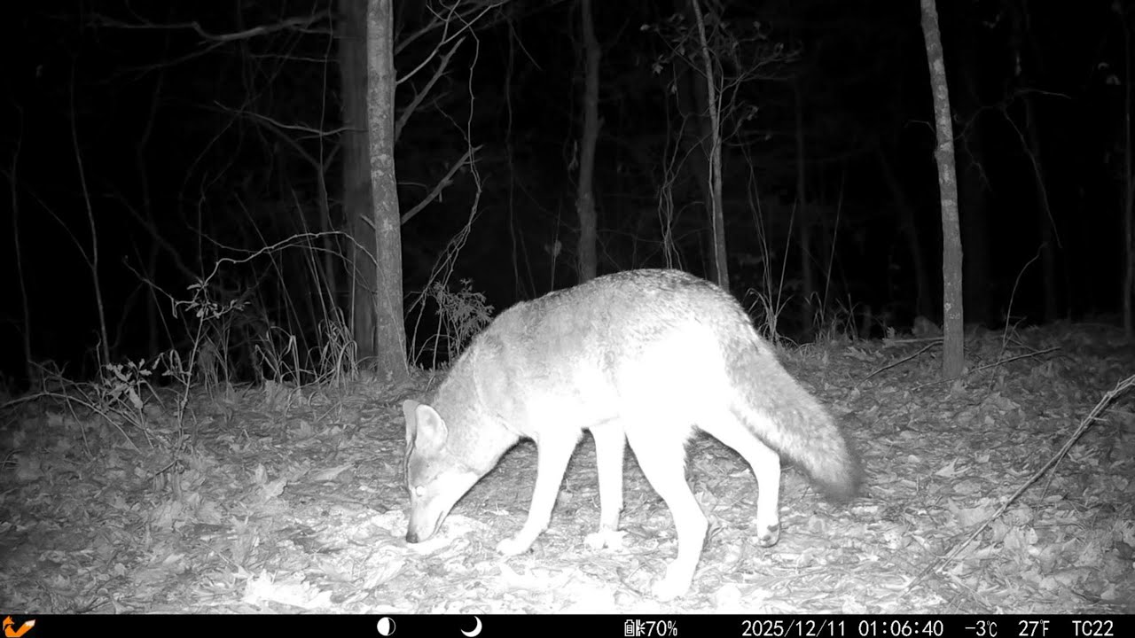 Trail Cam Wildlife Activity | Deer, Raccoons, Fox, and a Late-Night Coyote
