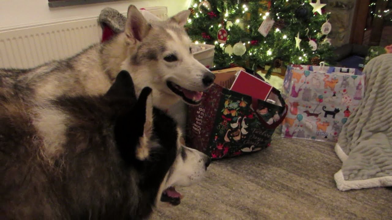 Nook's CHRISTMAS DAY at Sherpa and Jamies .. Pressy opening and Festive Tea .. Part 2