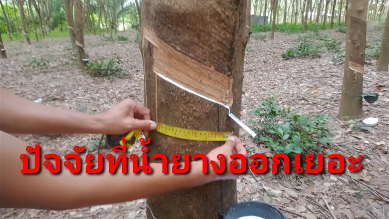 ปัจจัยสำคัญที่ทำให้น้ำยางพาราออกเยอะ