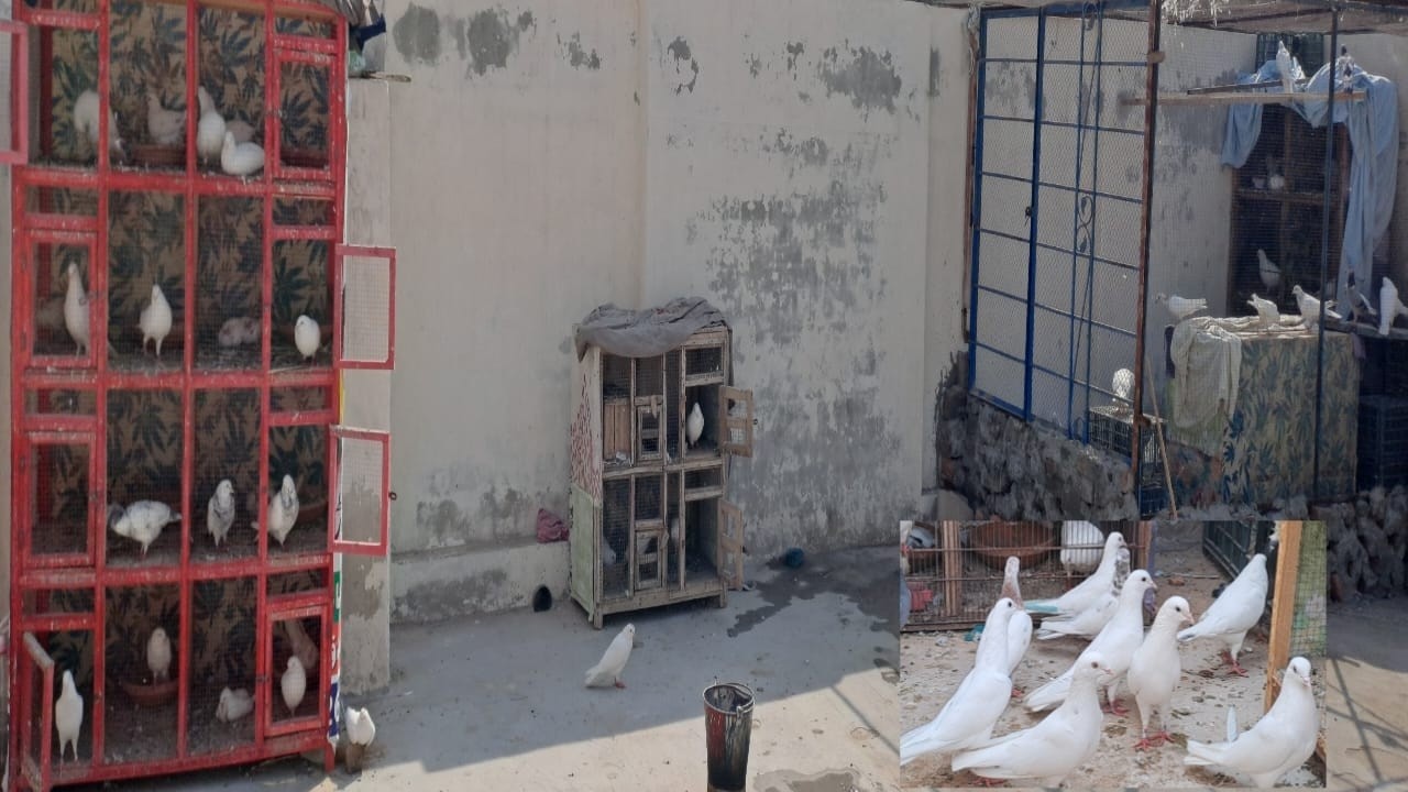 pigeon house and setup change