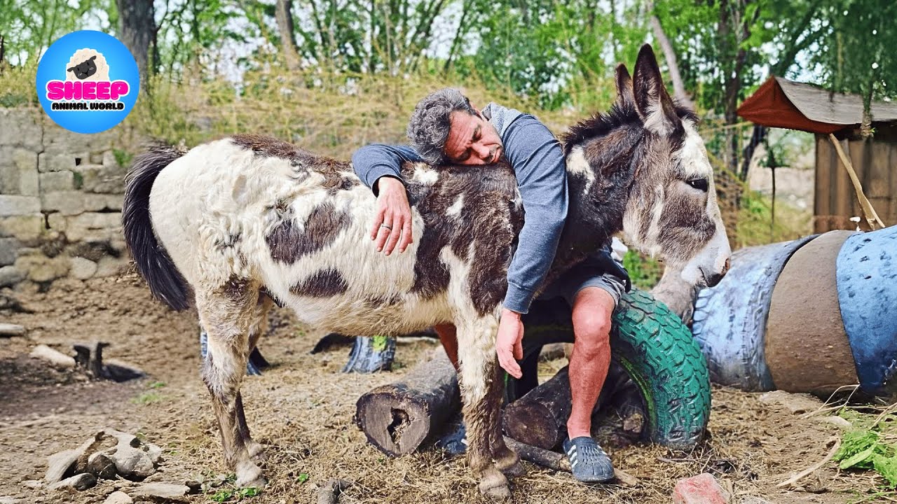 This Donkey Gets Jealous Every Time I’m Close to My Husband