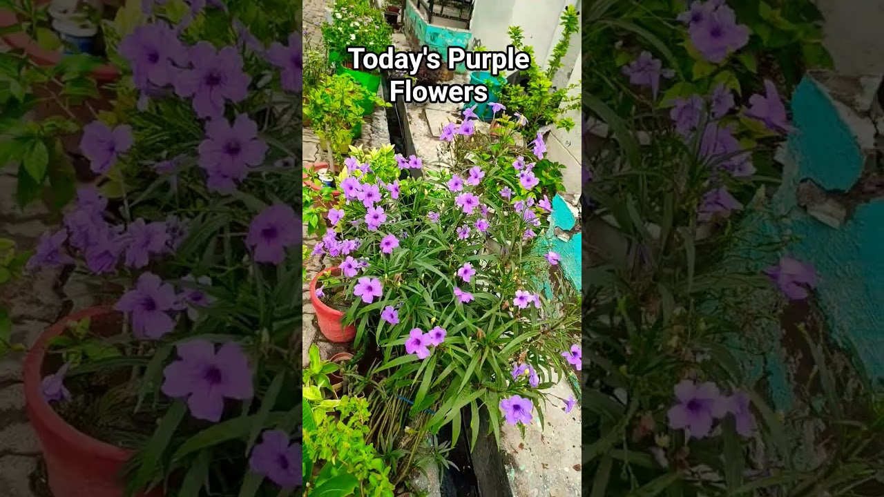 #viralvideo#HeavyFlowering#Purplemaxicanpetunia#Purplevibes💜
