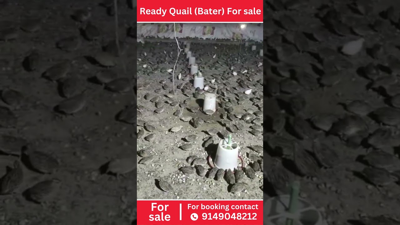Ready Quail (Bater) For Sale | Bater | Quail Bater