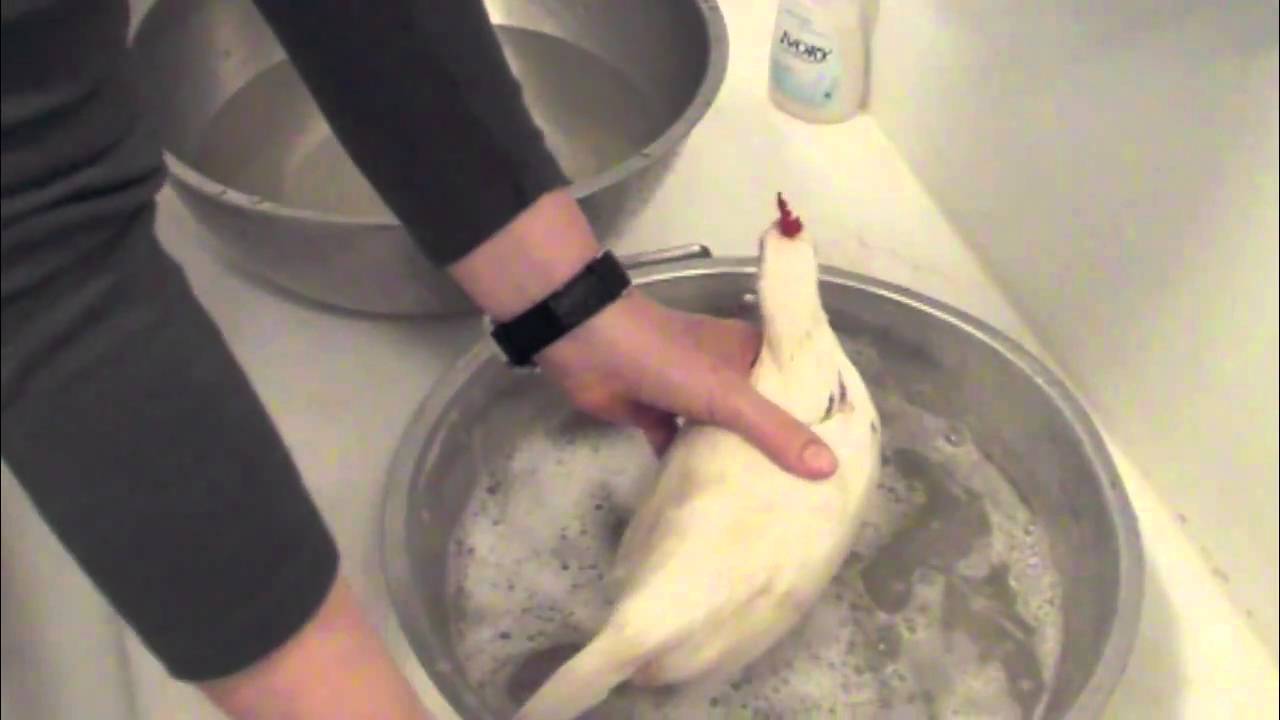 Chicken Keeping Basics - How To Bathe a Chicken