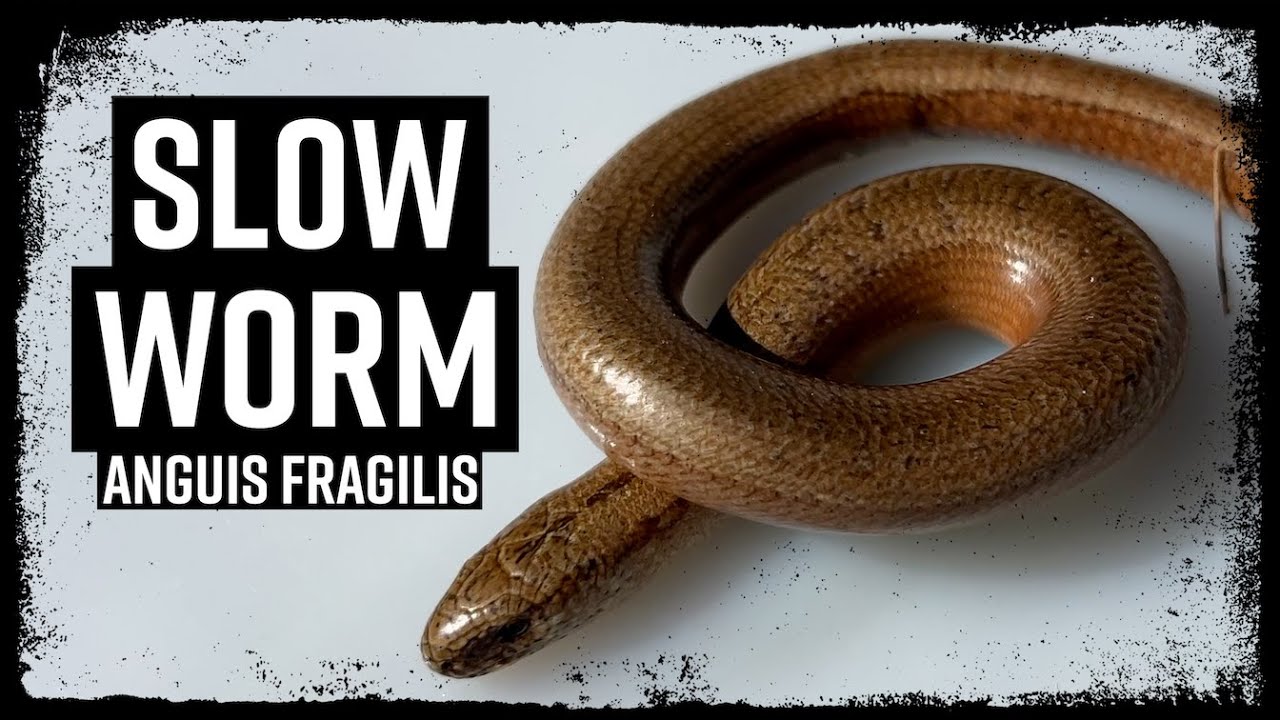 First Reptiles of the Year - Slow Worms (Anguis fragilis) - London #herpetology