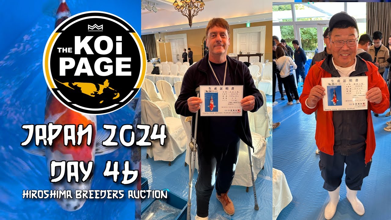 TheKoiPage | Japan Day 46 | Hiroshima Breeders Auction |