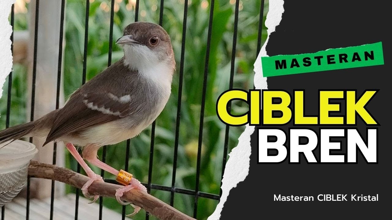 Ciblek Kristal Gacor Bren | Masteran Ciblek Kristal Bren