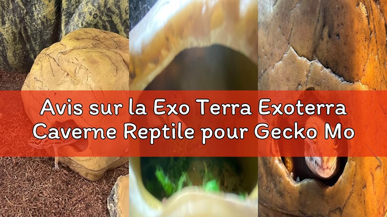 Avis sur la Exo Terra Exoterra Caverne Reptile pour Gecko Moyen Modèle 16x13x10 cm