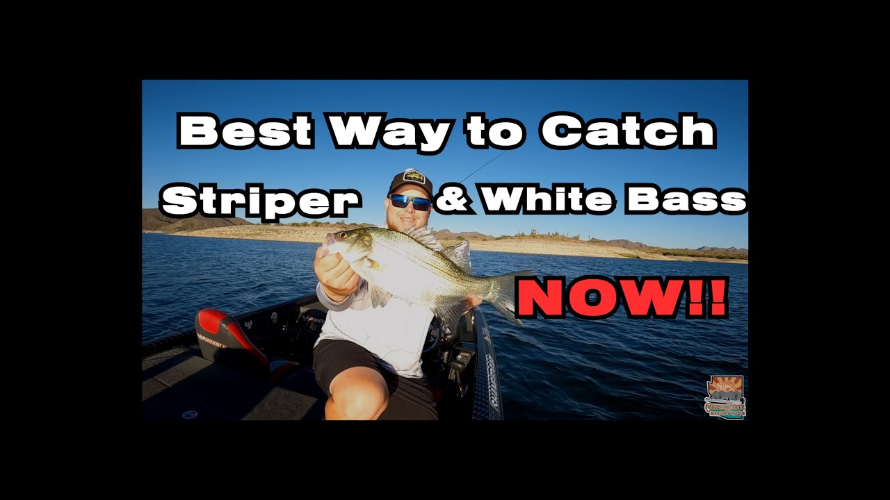 Best Way to Catch Stripers And White Bass Now At Lake Pleasant!
