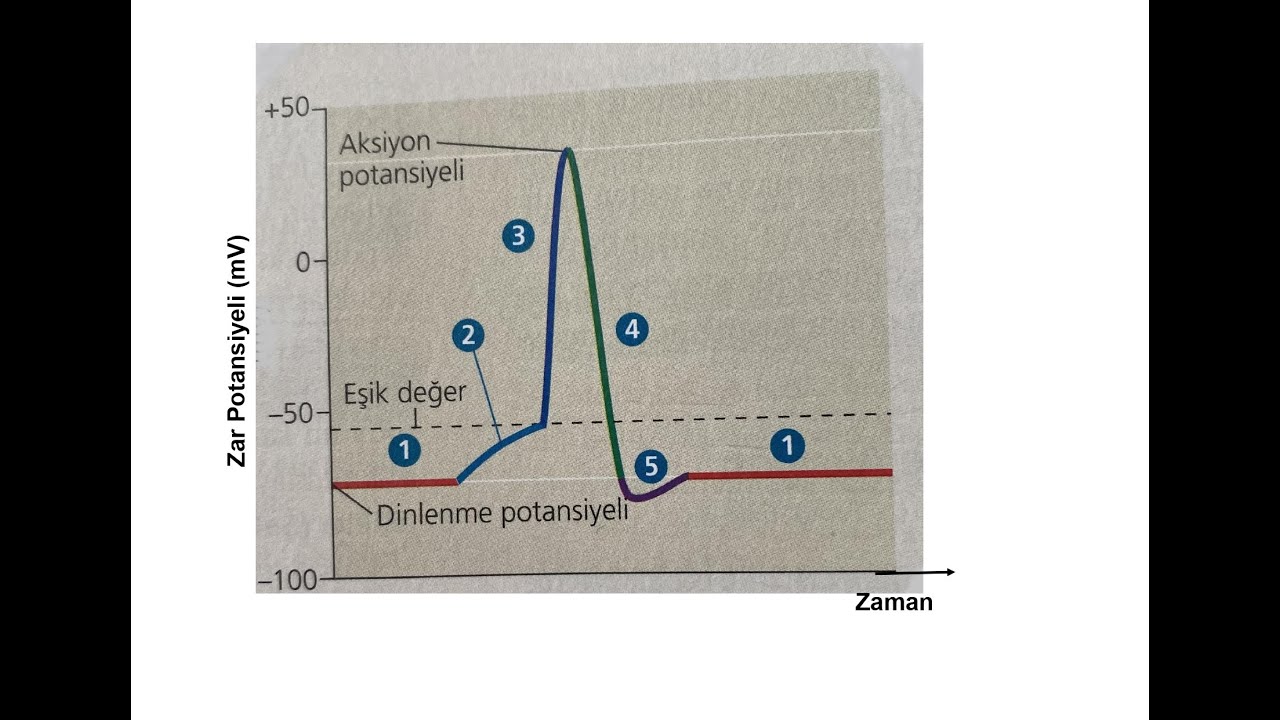 POLARİZASYON, DEPOLARİZASYON, REPOLARİZASYON