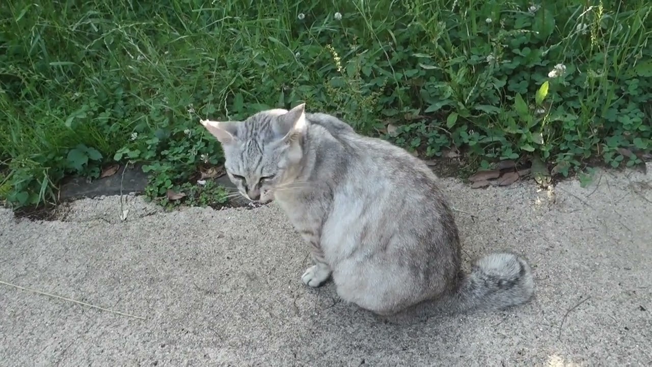 【Cat Video】 meowmeow Happy #cat  #cats  #cute