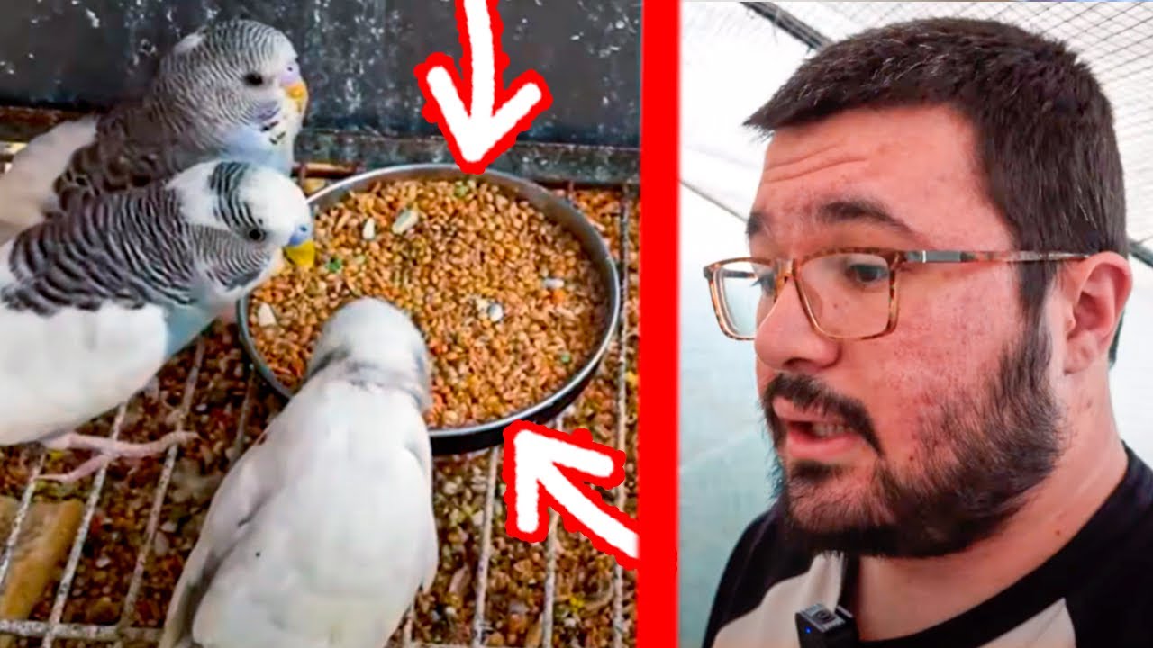 COMO ENSEÑAR A COMER A UN POLLITO DE PERIQUITO
