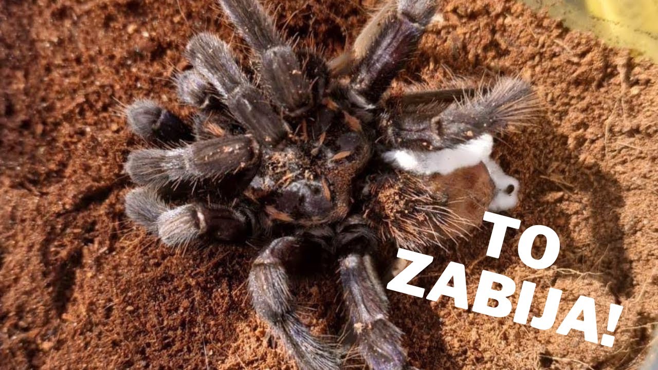 Tajemnicza CHOROBA, która atakuje pająki! + przekładanie 300 pająków do kliszówek! |ARACHNOHOBBIA|