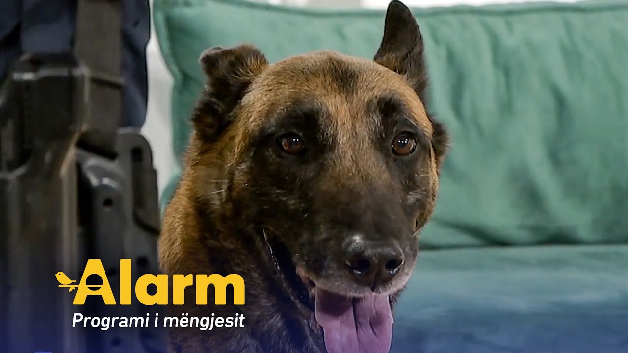 Niki, qeni i mençur i njësisë K9. Instruktori Mehdi Gashi demonstron komandat që ai merr
