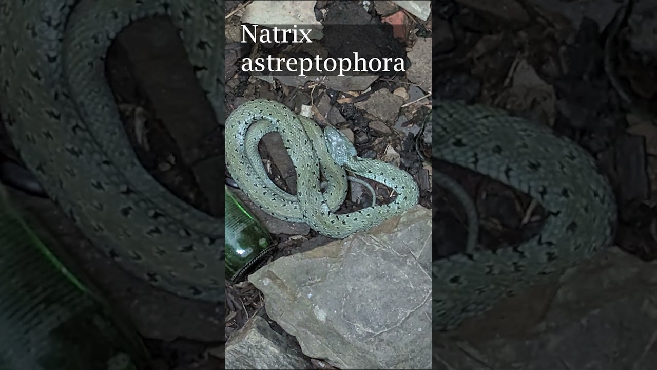 Sauvetage d'une couleuvre 1 #wildlife #snake #animals