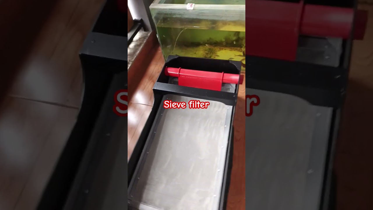 sieve filter, filter kolam, filter kolam koi, kolam terpal #sievefilter #aquarium #kolam