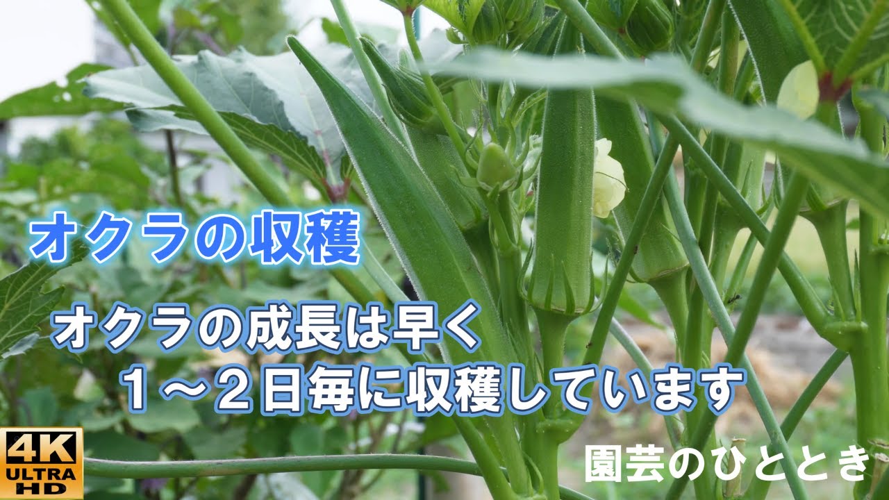 オクラの栽培　「オクラの収穫　8月」