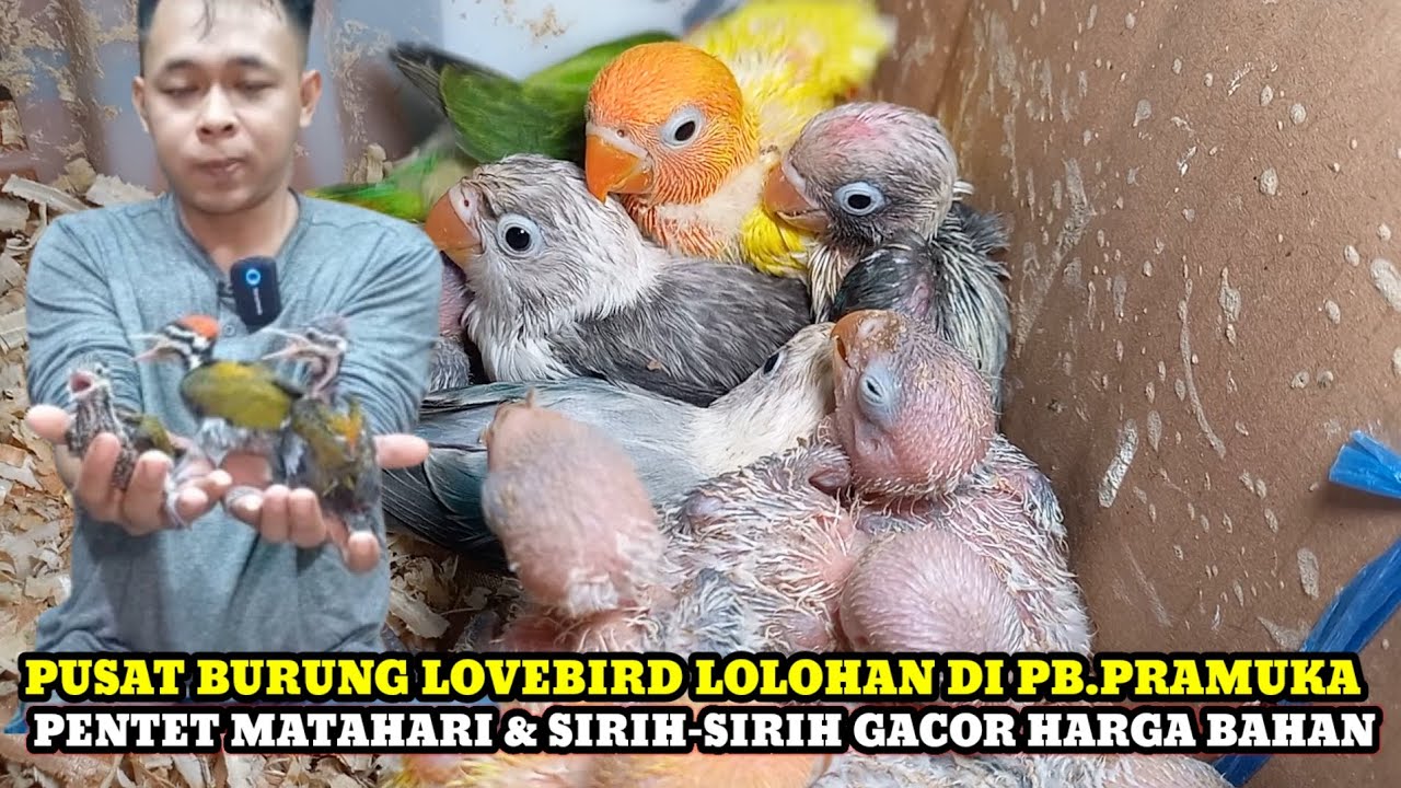 PUSAT BURUNG LOVEBIRD LOLOHAN,BURUNG GACOR HARGA BAHAN DIKIOS KANG ARIP PASAR BURUNG PRAMUKA TERBARU