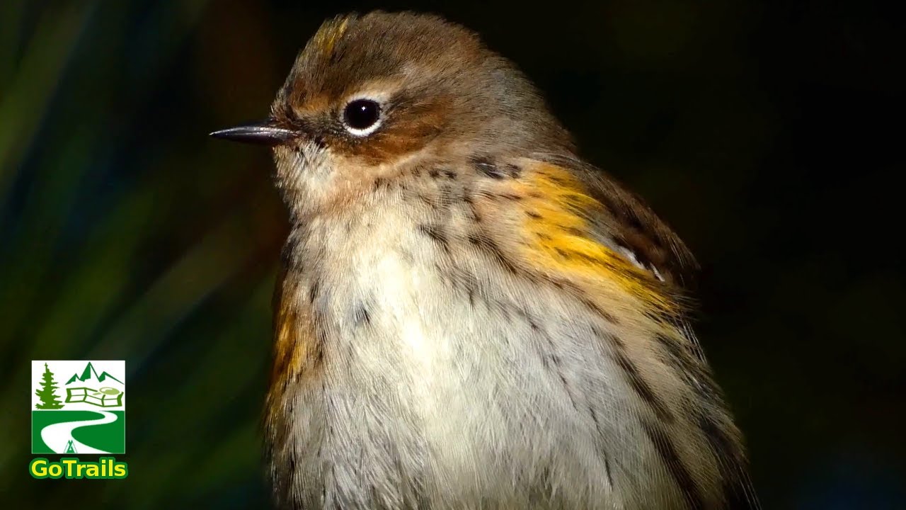 Yellow rumped warbler bird | Cute moments | Call sound