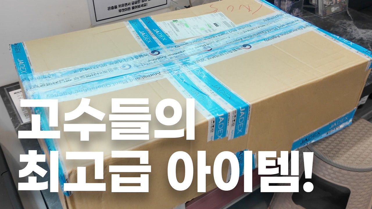 최고급 일본 균사 레벤지sp 수입 언박싱 및 첫인상 및 종충 소개! (EP.2 토종 왕사슴벌레 80mm 작출 프로젝트 첫번째 준비!)
