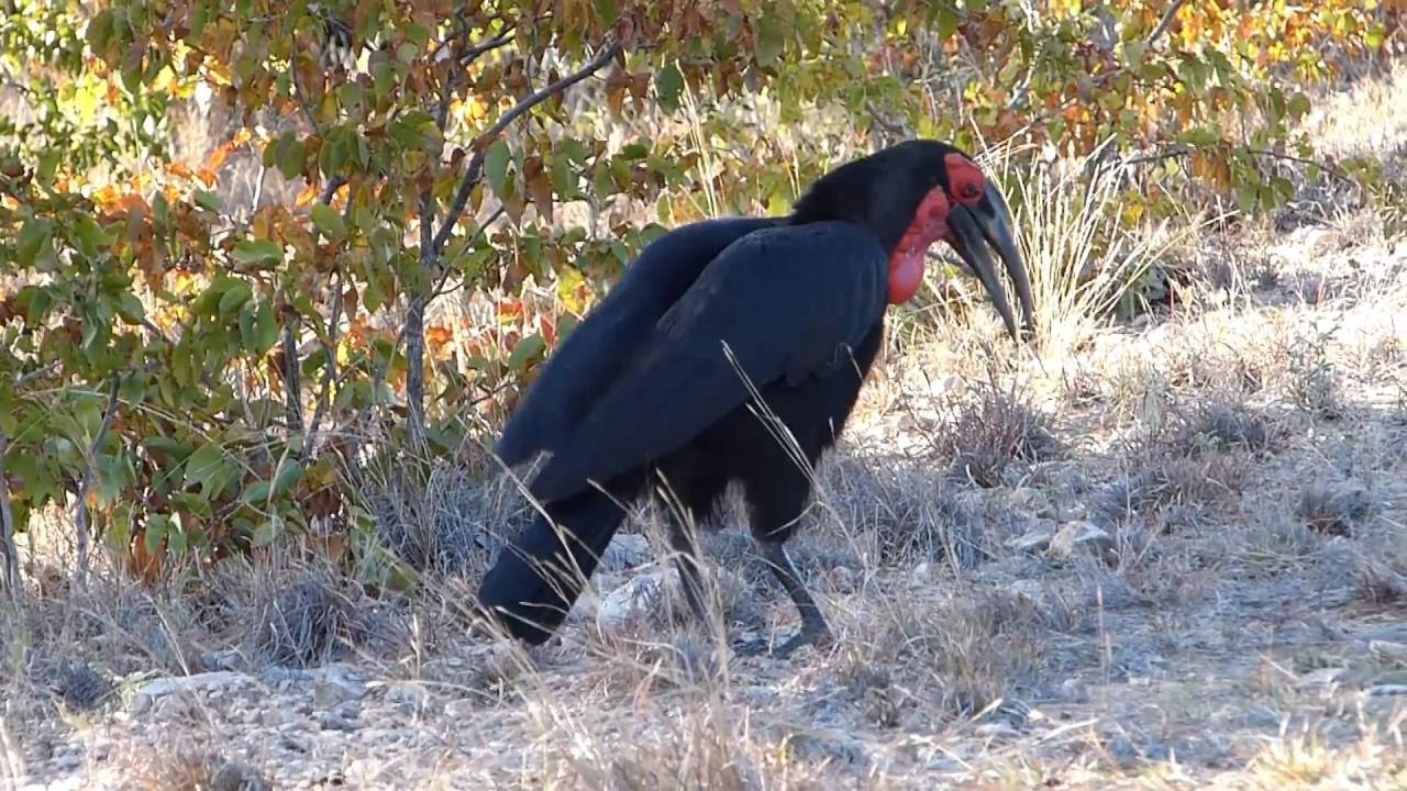 Southern ground hornbill calling