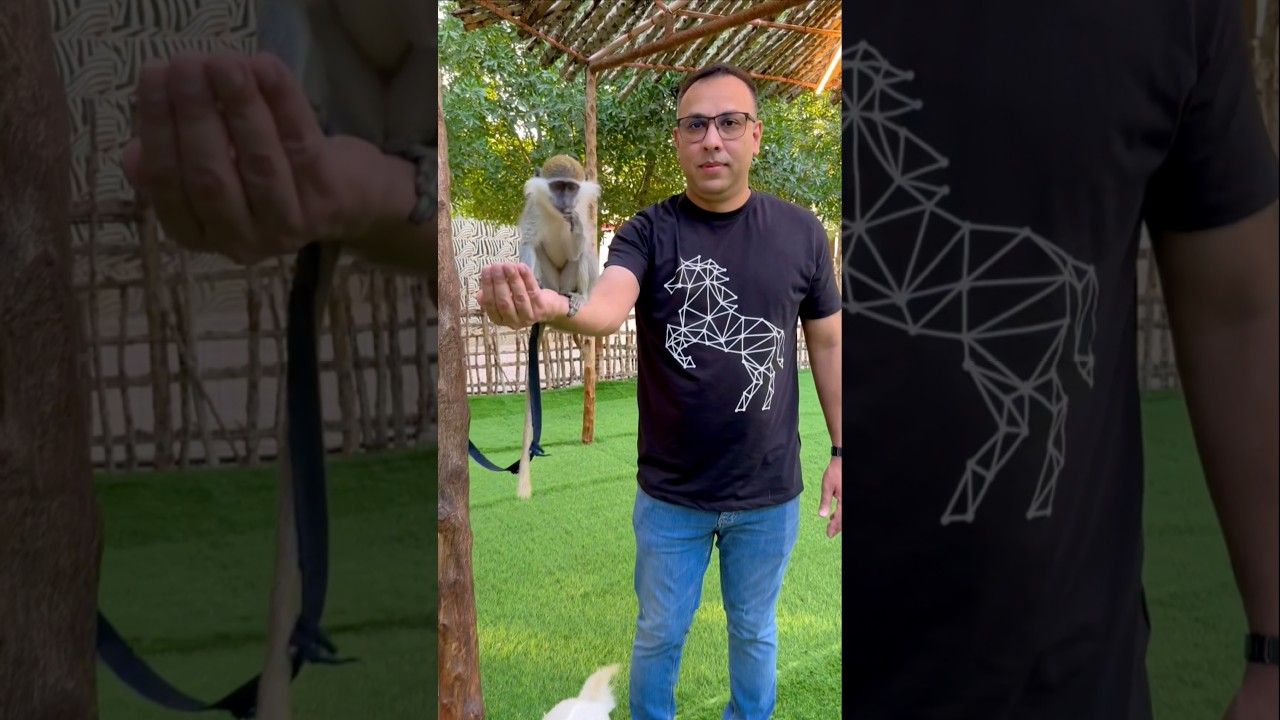 Vervet Monkey Encounter