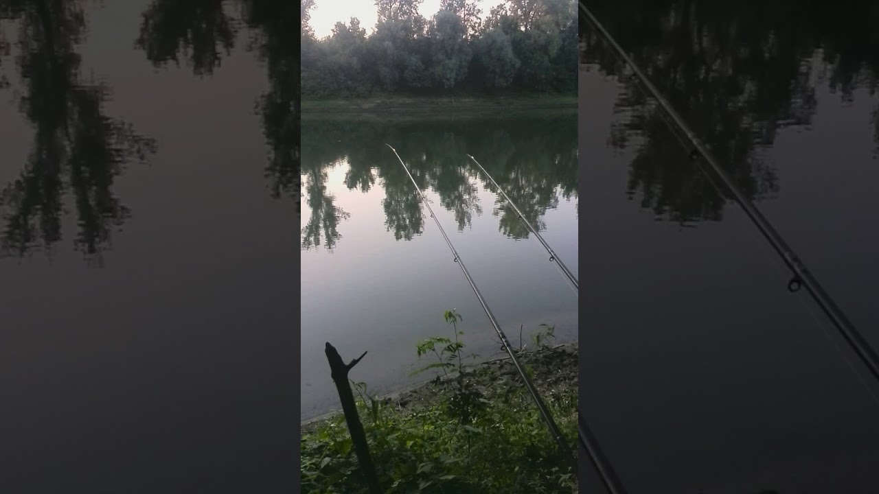 Tiszai ponty kap&aacute;s