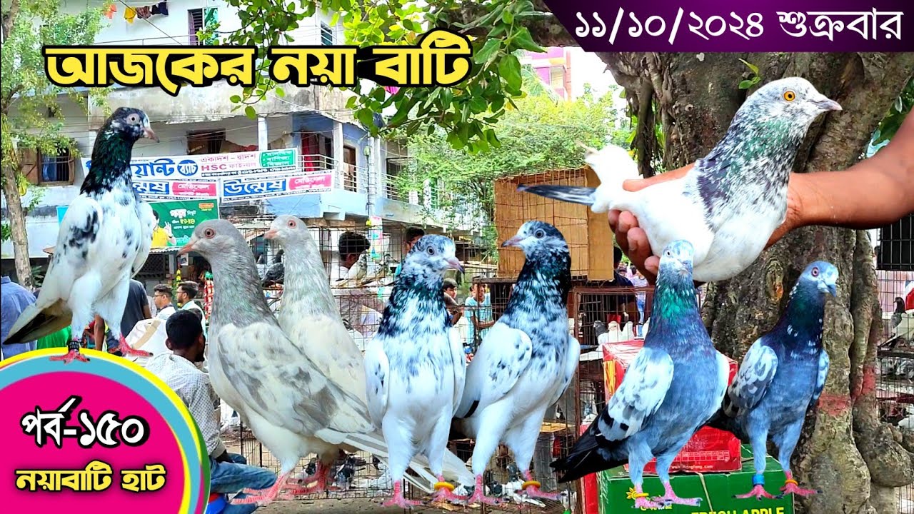 সবথেকে বড় কবুতরের হাট পর্ব-১৫০ Largest pigeon market in Khulna খালিশপুর, নয়াবাটি, চিত্রালী, খুলনা