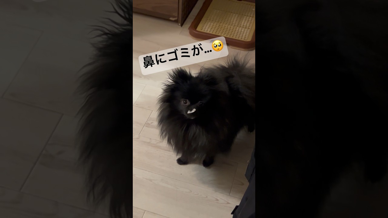 お茶目犬😂（笑） #ポメラニアン #黒ポメ #黒ポメラニアン #子犬 #癒し #かわいい #パピー #dog #mydog #pappy #cute #cuteanimals