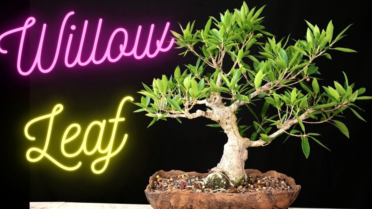 Willow Leaf Ficus Bonsai Tree. Ficus Salicifolia. Commonly misnamed Nerifolia or Salicaria