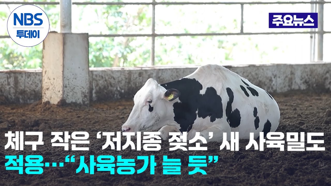 체구 작은 ‘저지종 젖소’ 새 사육밀도 적용…“사육농가 늘 듯”