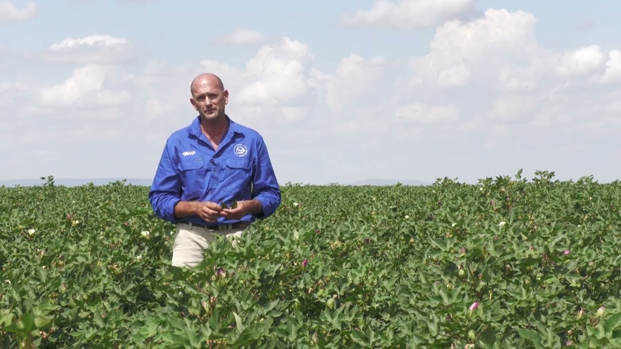 Sampling for and managing silverleaf whitefly