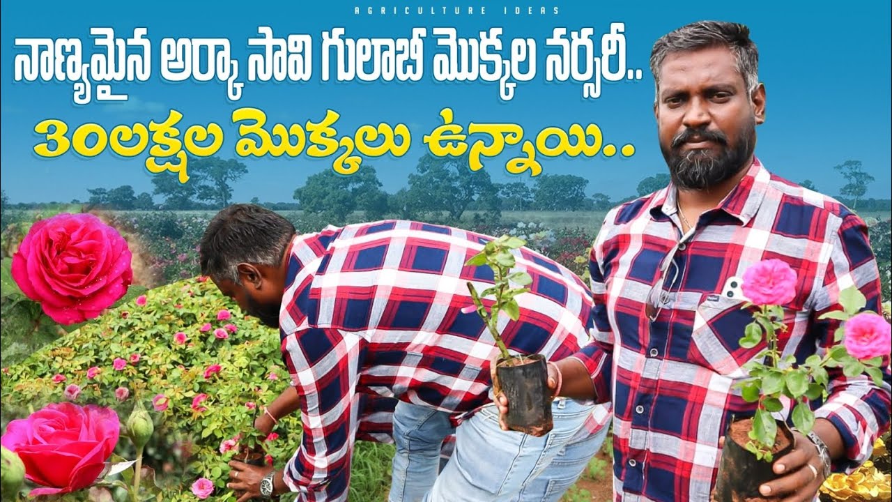 Arka Savi Rose Plants Nursery | నాణ్యమైన అర్కా సావి గులాబీ మొక్కల నర్సరీ | Shiva Agri Clinic
