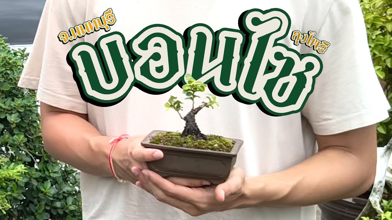 หาแต่เรื่อง - บอนไซ ศิลปะที่มีชีวิต [Vlog 1 day] ศิลปะจากธรรมชาติ #bonsai #bonsaiart #บอนไซ