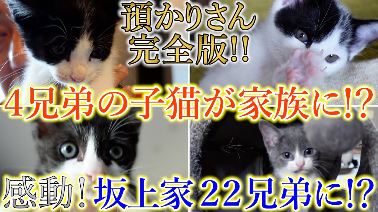 【感動】４兄弟の子猫が新しい家族に！？一体何が起きたのか？坂上家が１８兄弟から２２兄弟になる！？預かりさん《完全版》最終回