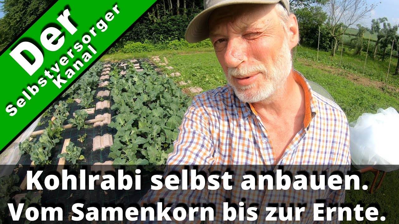 Kohlrabi selbst anbauen Teil 1