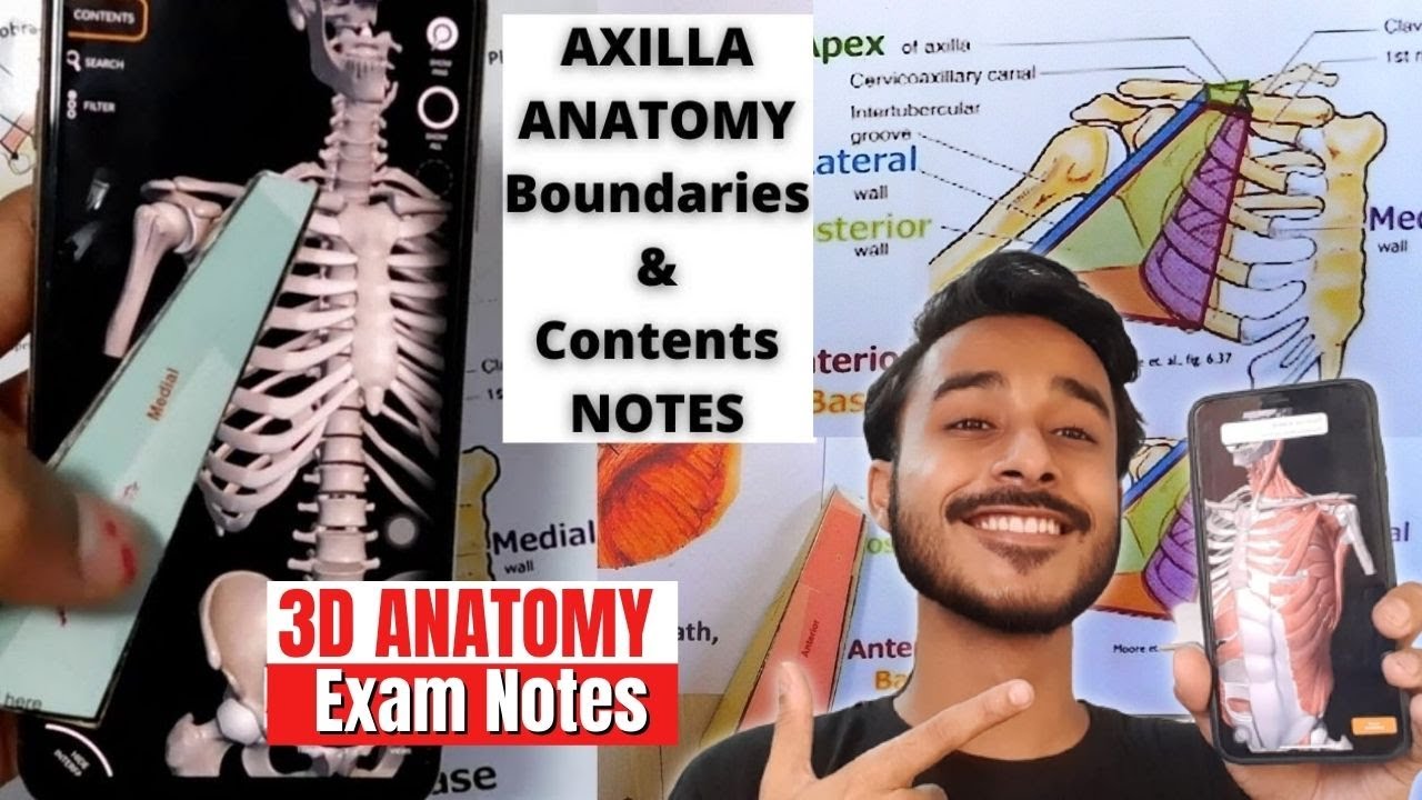 Axilla anatomy boundaries and contents | Axilla boundaries relation and content