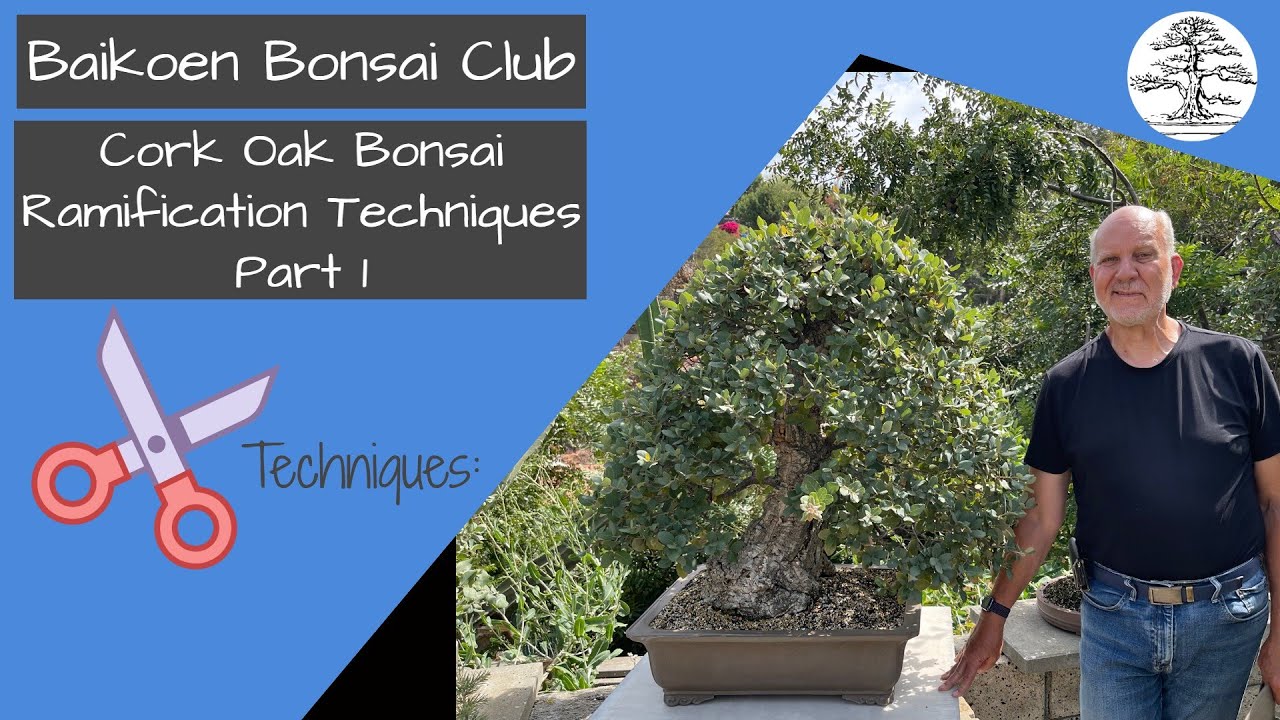 Cork Oak Bonsai Ramification Techniques - Michael Roberts - Technique - Baikoen Bonsai Club