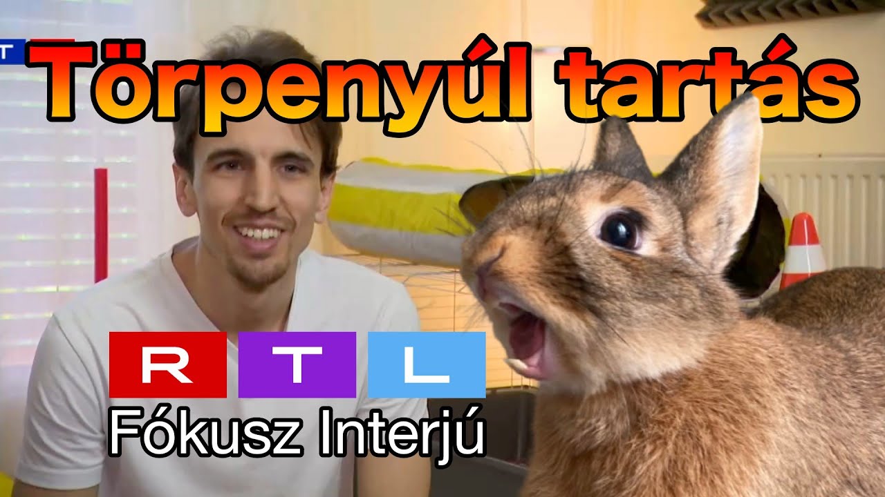 Törpenyúl tanítás - Nyuszi trükkök - RTL FÓKUSZ INTERJÚ (A Nyulas Srác)