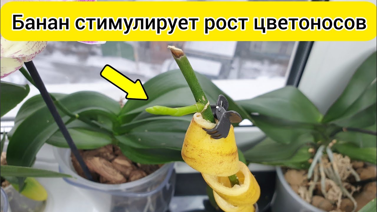 Бананы для повторного цветения орхидеи
