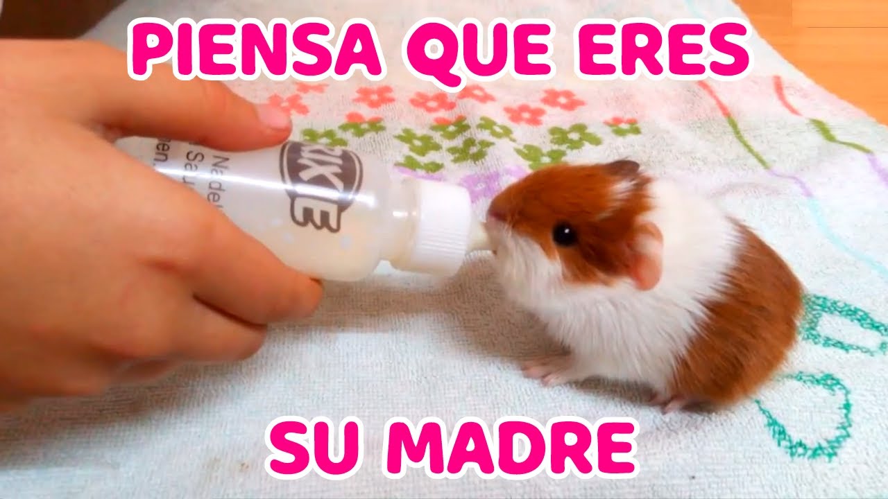 7 Señales de que tu cuyo te considera como su madre